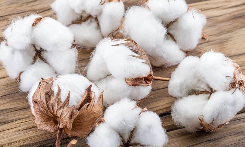 棉花